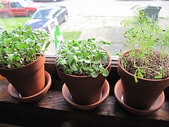 Windowsill Herb Garden